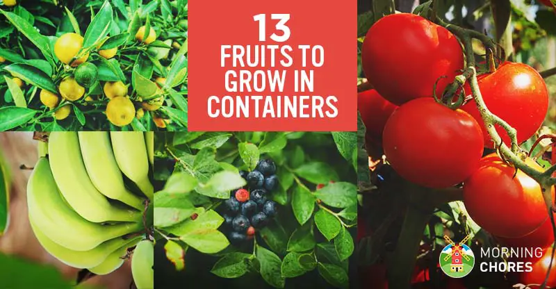 13 meilleurs fruits et baies que vous pouvez facilement cultiver dans un jardin en pot