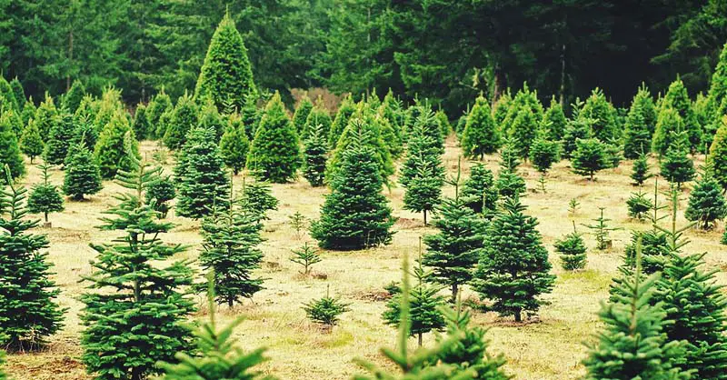 Cultiver des arbres de Noël – Comment cultiver, entretenir et récolter des arbres de Noël