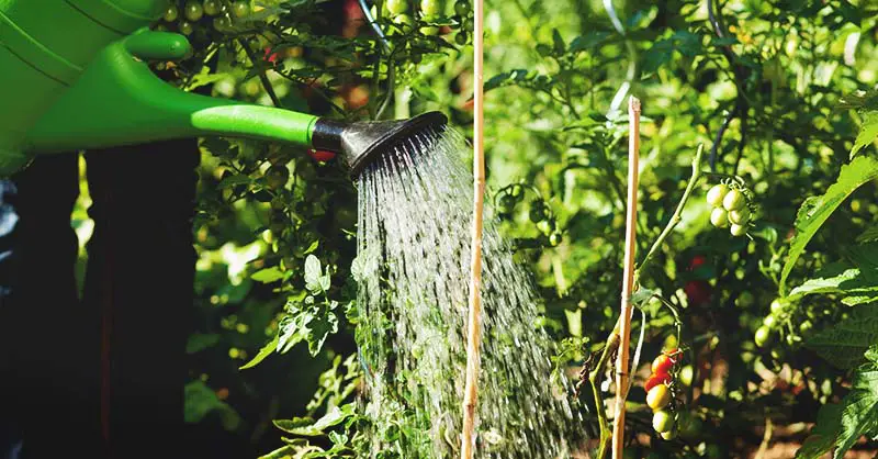 Le meilleur moment pour arroser un jardin intérieur ou extérieur