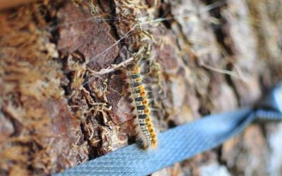 Savoir piéger les chenilles processionnaires