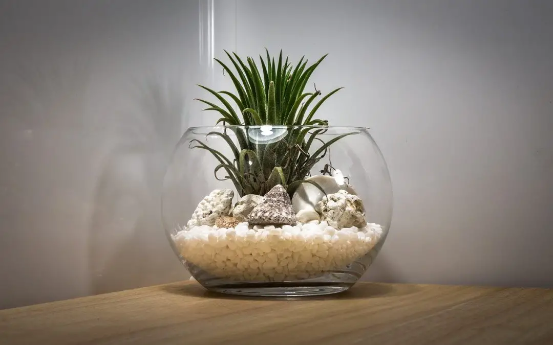 Comment entretenir un terrarium ?